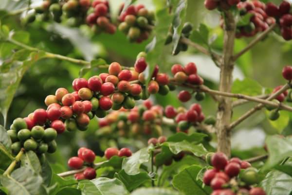 coffee fruit growing on the tree