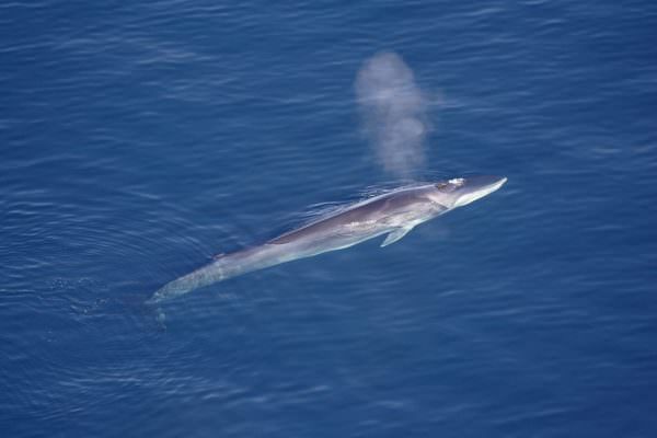 endangered fin whale