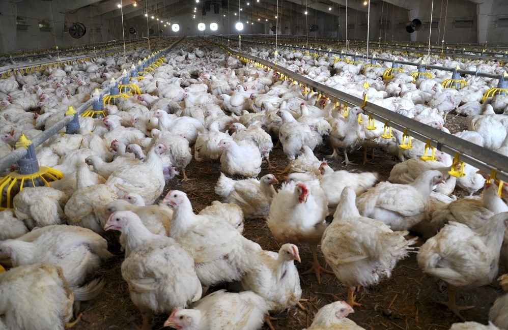 Free-range chickens in large industrial poultry building