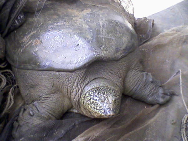 critically endangered Yangtze giant softshell turtle