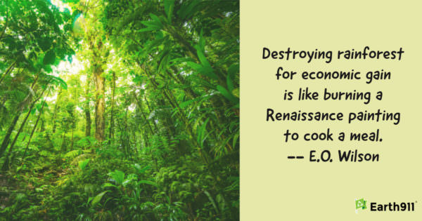 "Destroying rainforest for economic gain is like burning a Renaissance painting to cook a meal."