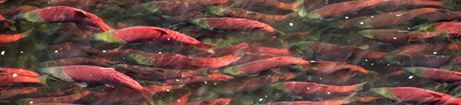sockeye salmon swimming