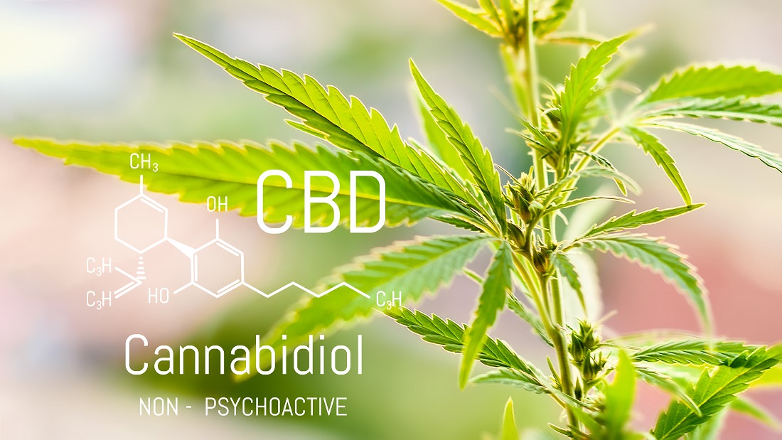 Cannabis plant with text CBD Cannabidiol, non-psychoactive superimposed