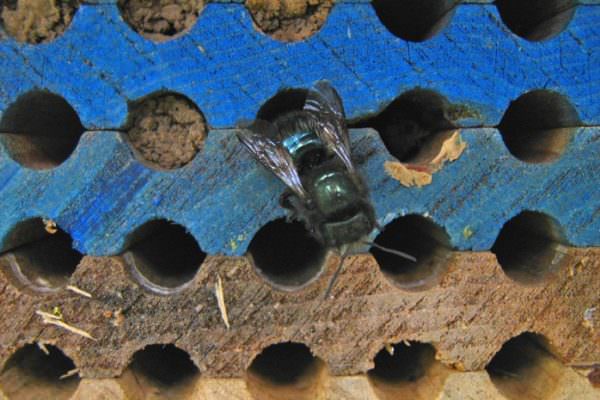 Blue orchard bee in a wooden bee house