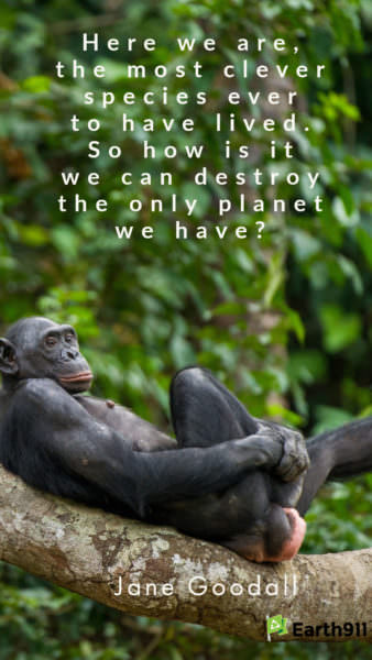 "Here we are, the most clever species ever to have lived. So how is it we can destroy the only planet we have?" - Jane Goodall