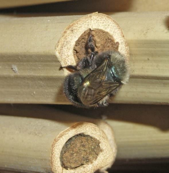Blue orchard bee sealing her nest