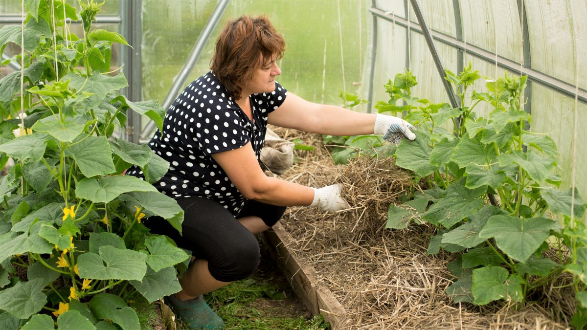 woman mulching plants with straw