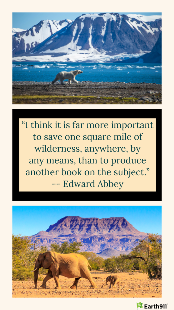 quotation from Edward Abbey