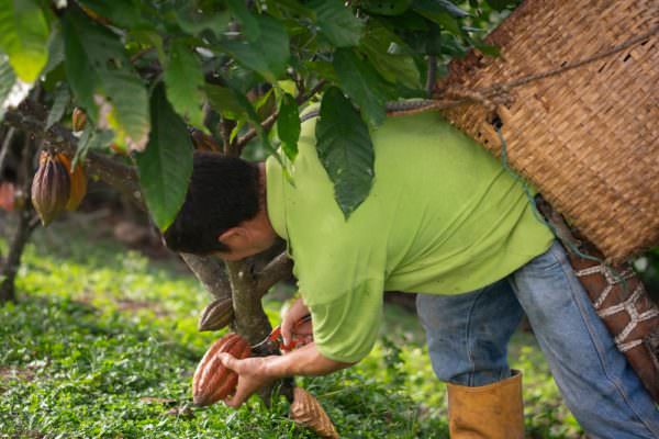 man with basket on back harvesting cacao fruit