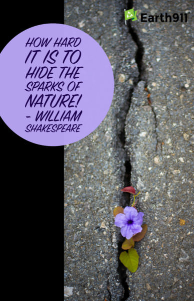 how hard it is to hide the sparks of nature! --William Shakespeare