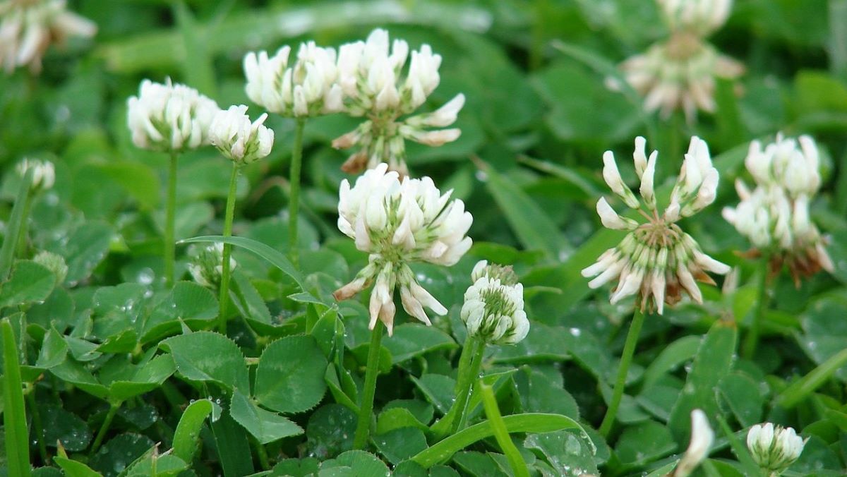 white Dutch clover (Trifolium repens)