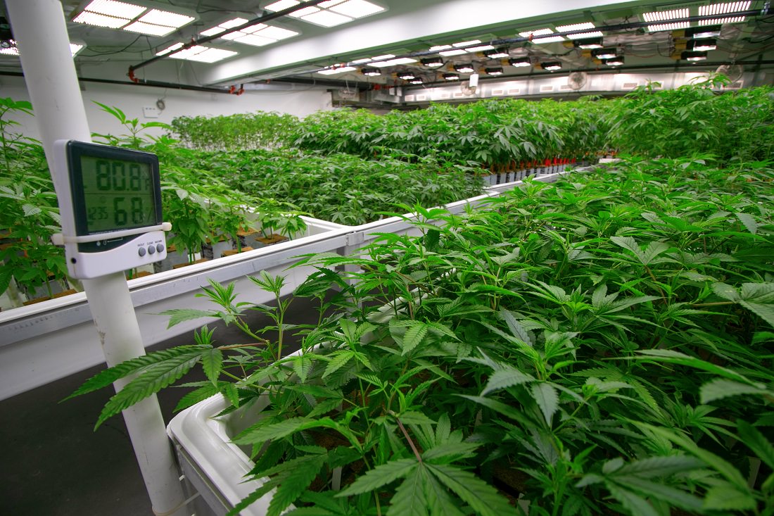 indoor cannabis farming operation