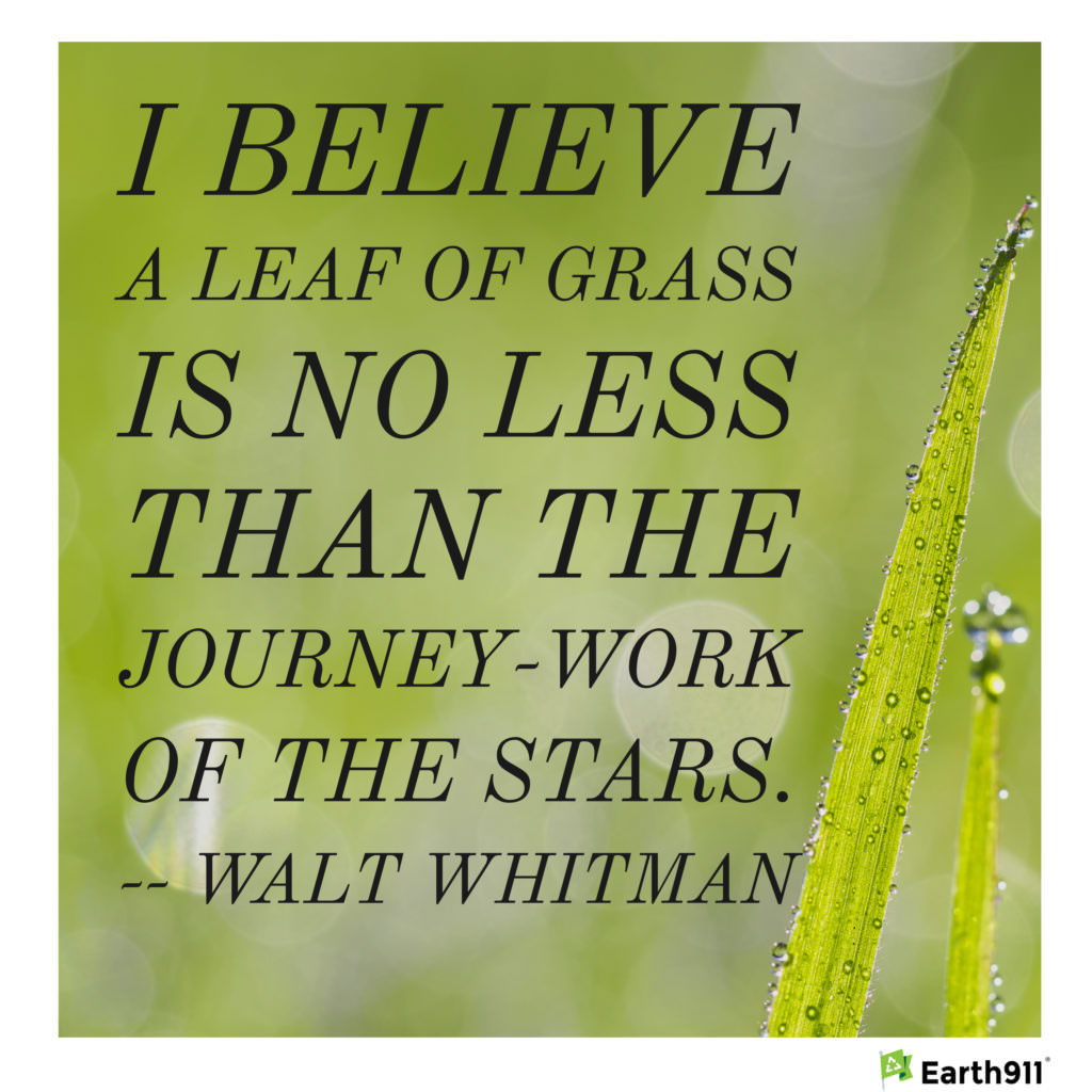 Earth911 Inspiration: Walt Whitman on nature