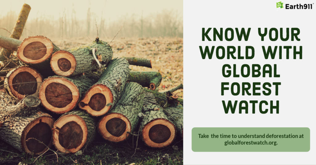 Know your world with Global Forest Watch