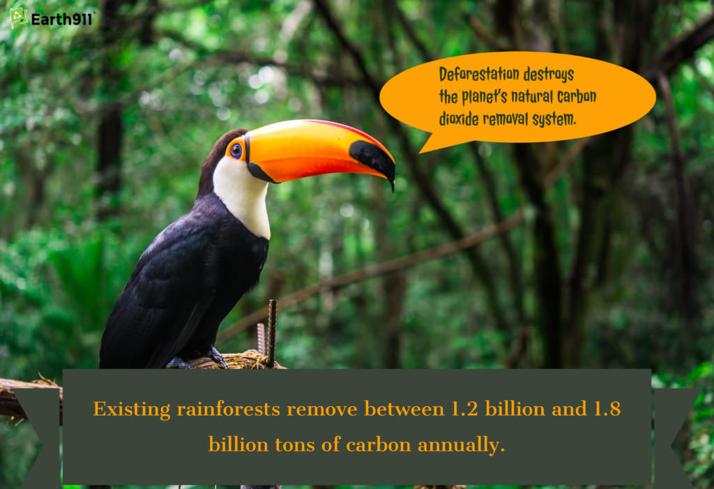 Rainforests remove 1.2-1.8 billion tons of carbon annually