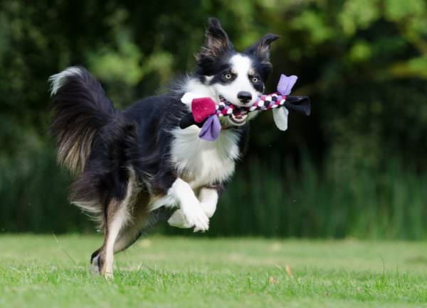 dog running with tug toy