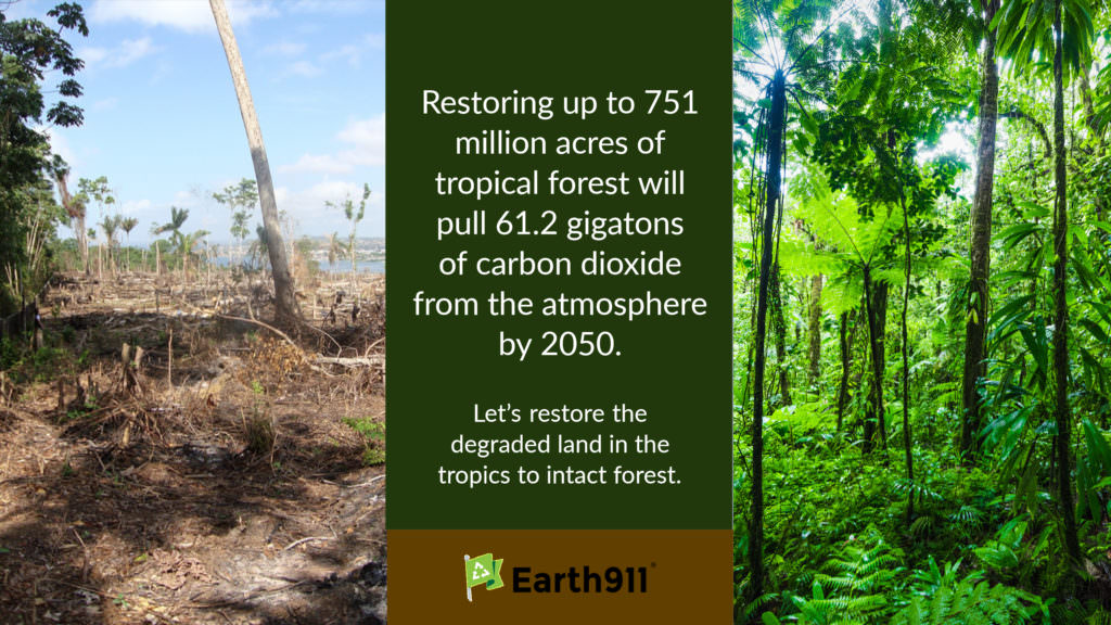 Restoring forests will remove CO2 from the atmosphere