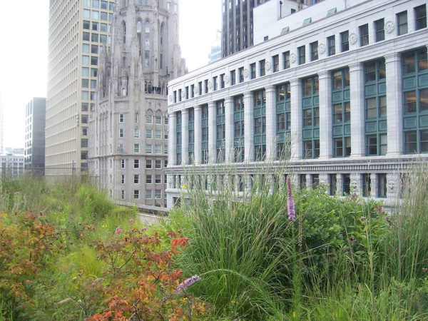 green roof on Chicago City Hall