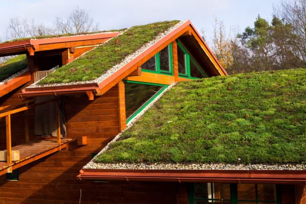 living roof on a wooden house