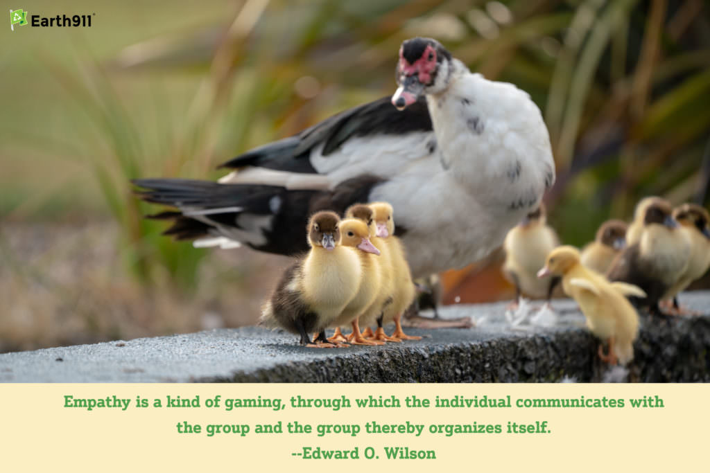 "Empathy [helps] individual communicate with the group and the group thereby organizes itself." --Edward O. Wilson
