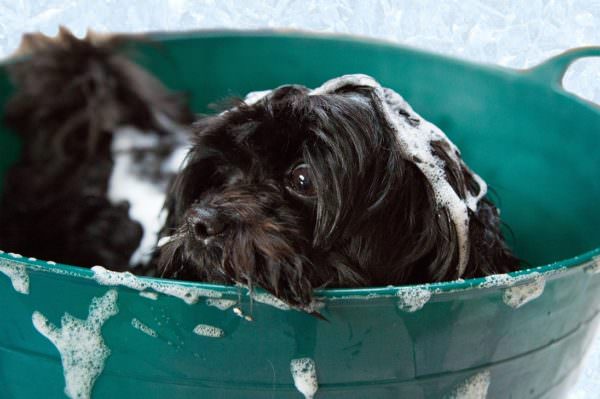 soapy dog in plastic tub