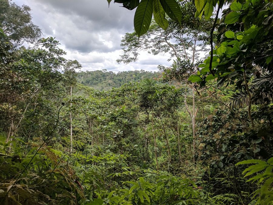 Ecuador, Amazon rainforest