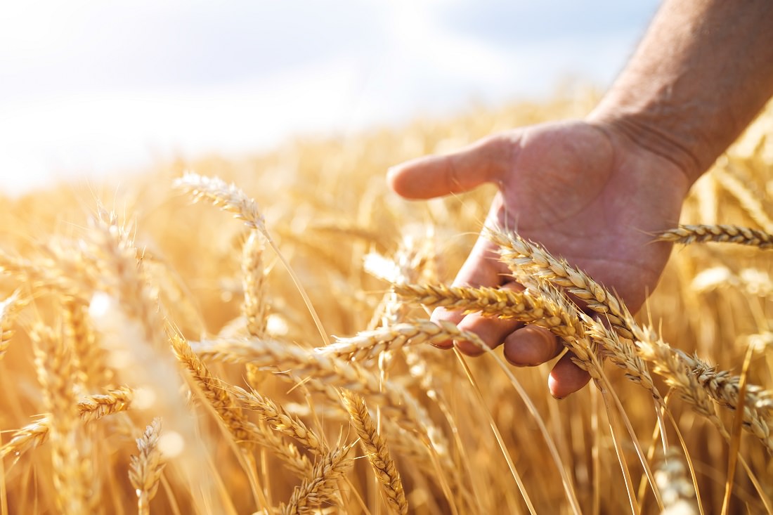 farmer's hand showing ripe grain in field