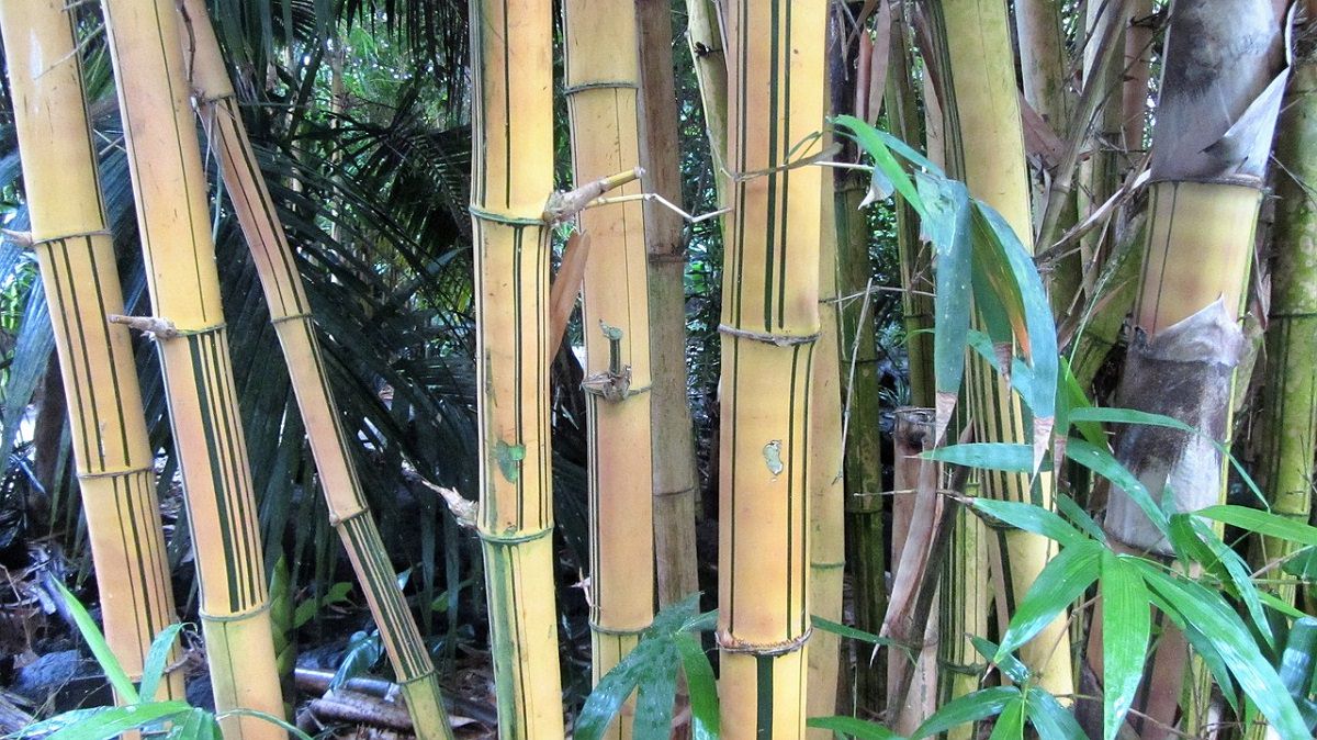 mature bamboo plants
