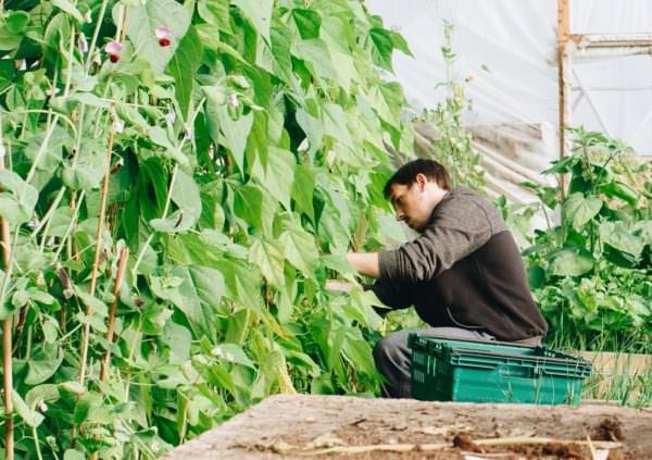 man tending peas in greenhouse