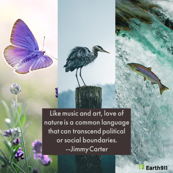 Love of nature quote from Jimmy Carter