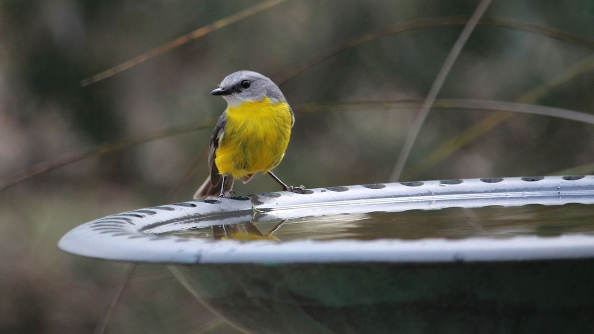 yellow-breasted bird at bird bath