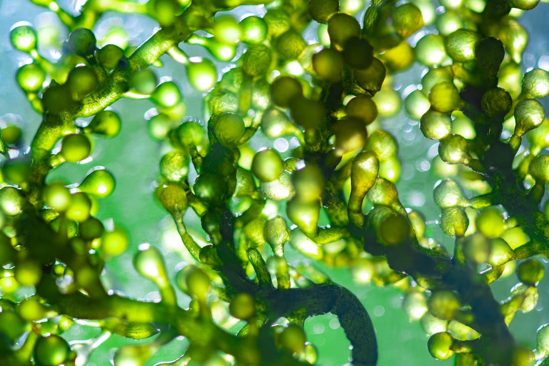 close-up of algae used in biofuel research