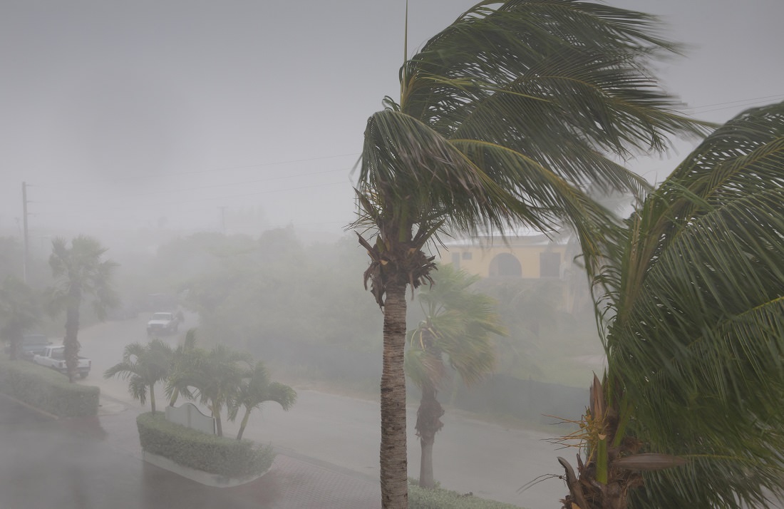palm trees in wind as hurricane begins