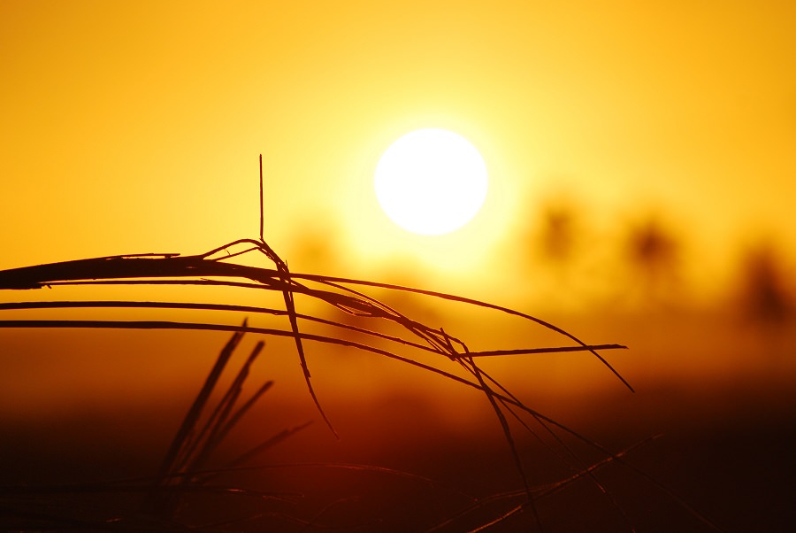 dry grass silhouetted by bright sun