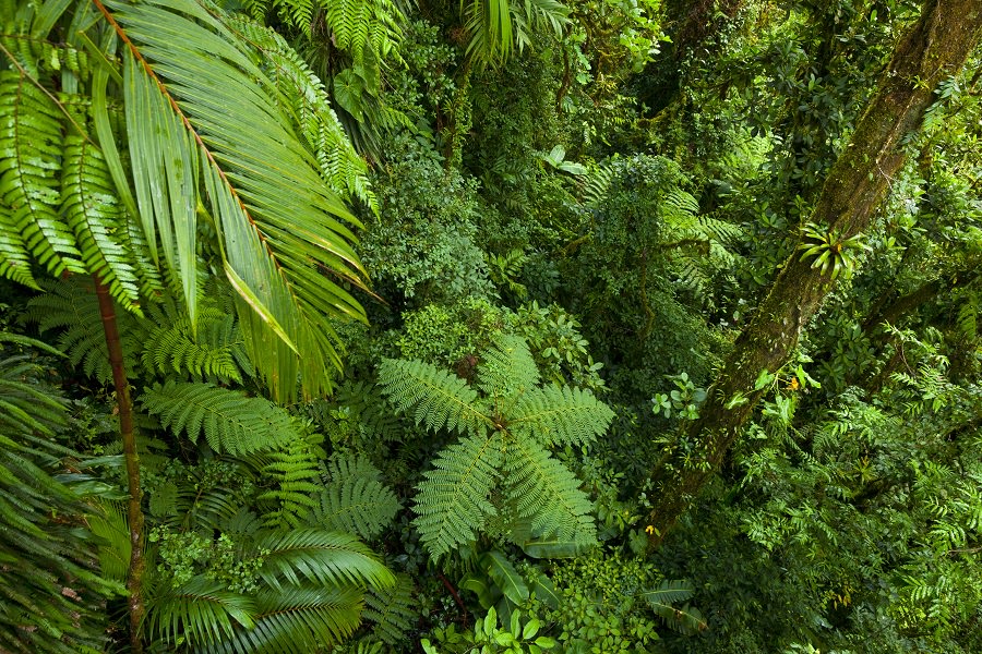 aerial view of tropical rainforest