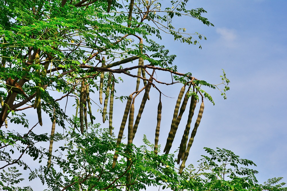 moringa tree with drumstick-shaped seed pods