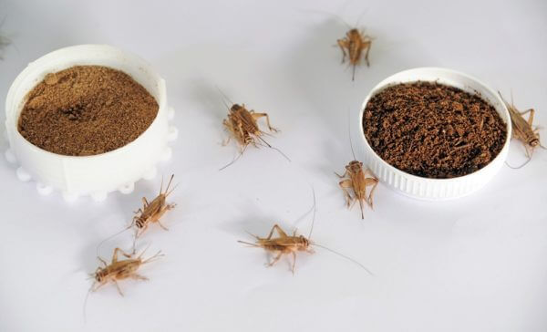 crickets and ground cricket protein