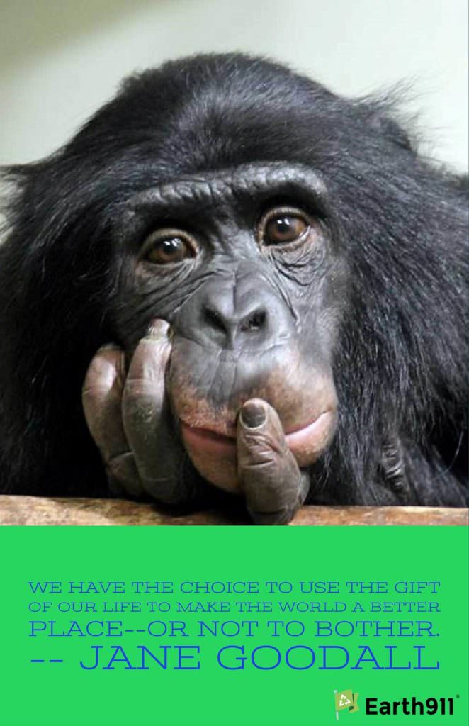 "We have the choice to use the gift of our life to make the world a better place -- or not to bother." --Jane Goodall