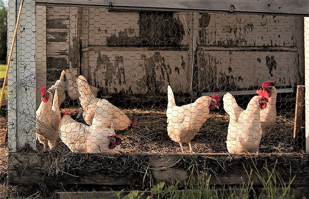 chickens in backyard pen
