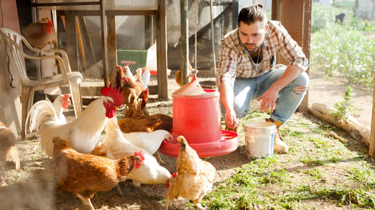 Man feeding chickens in hen house