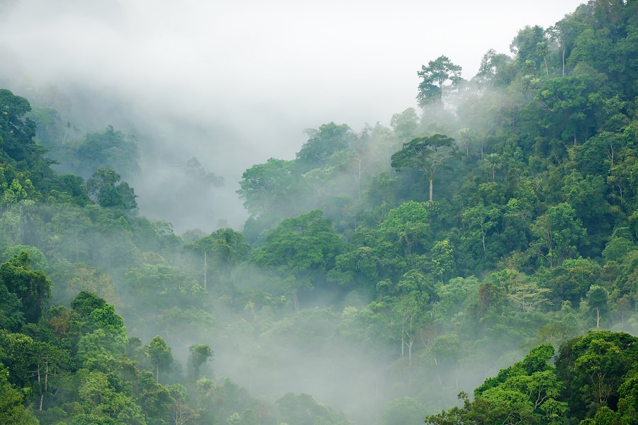 fog over rainforest