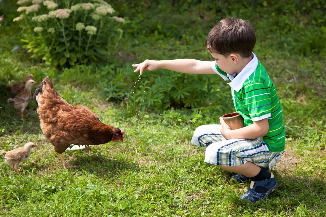 Boy feeding hen and chicks in yard