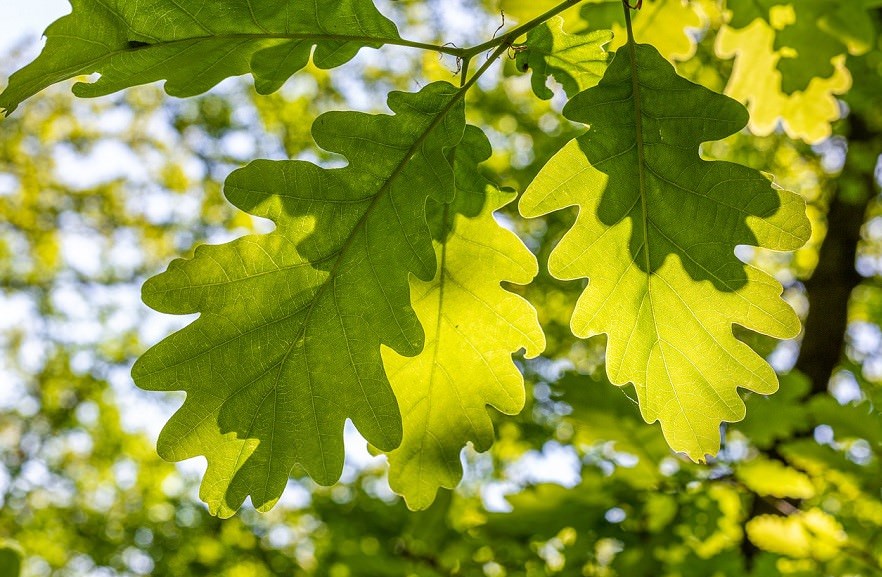 sun filtering through leaves