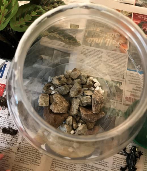 layering in the drainage pebbles for the terrarium