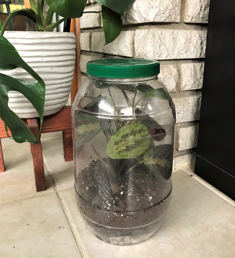 completed upcycled jar terrarium