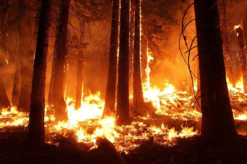 forest wildfire