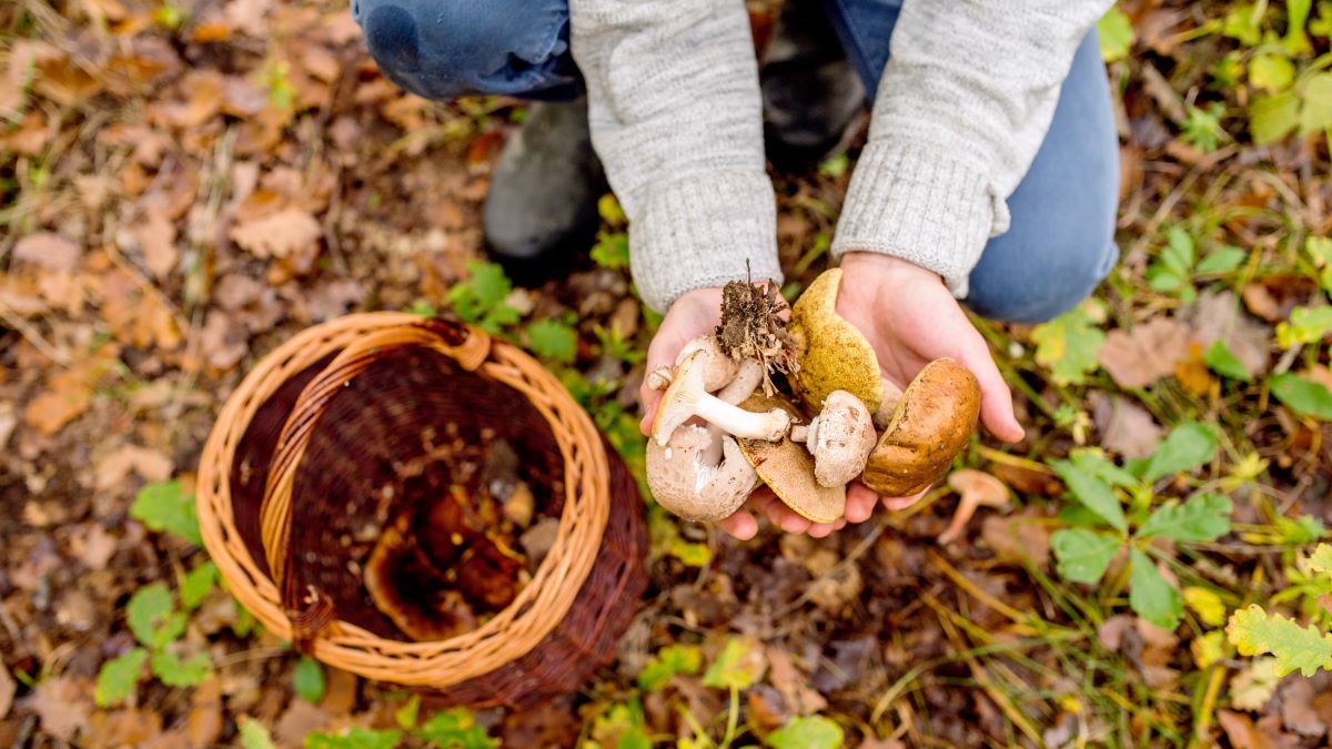 man holding freshly harvested mushrooms in forest