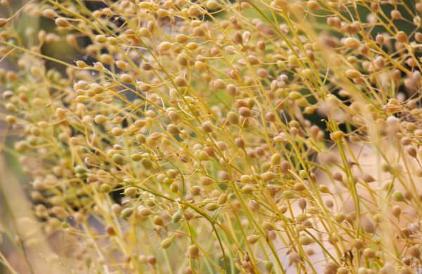 Camelina plants with ripe seeds