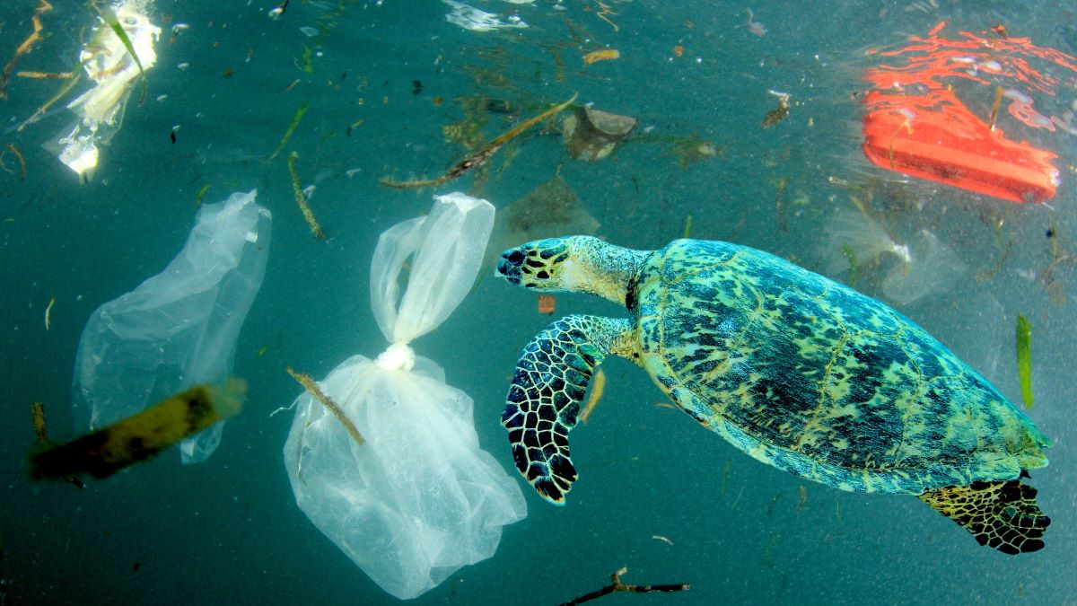 sea turtle swimming through plastic pollution