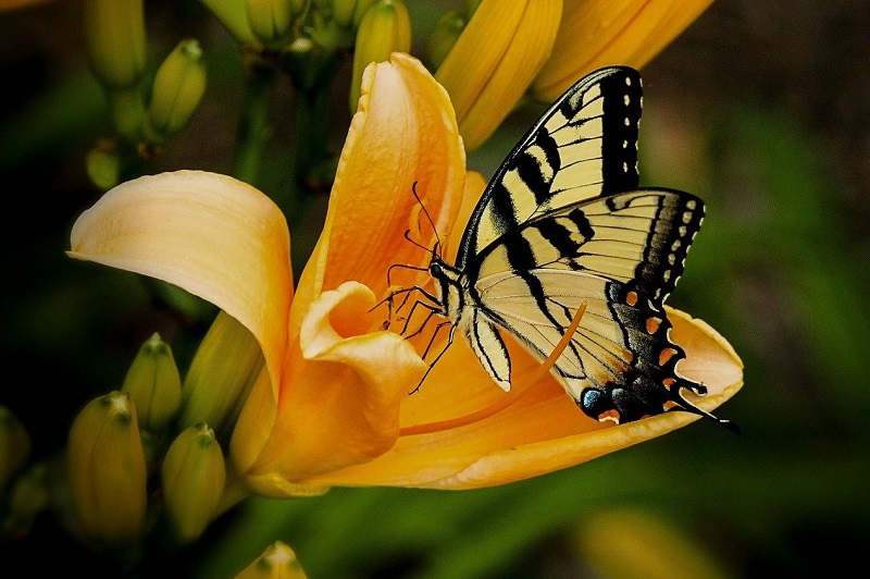 butterfly pollinating flower